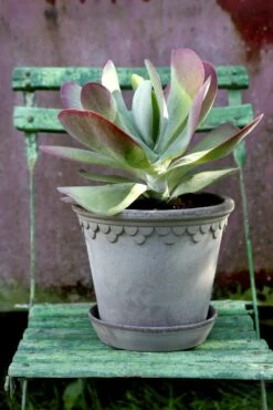 Bergs Potter Copenhagen Topf Grau, 12 Cm -Bergs Potter Verkaufe bergs potter copenhagen topf grau 3 3