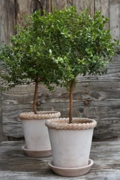 Bergs Potter Emilia Topf Rosa Ø16 Cm 13 Bergs Potter Emilia Topf Rosa Ø16 Cm -Bergs Potter Verkaufe bergs potter emilia topf rosa 4