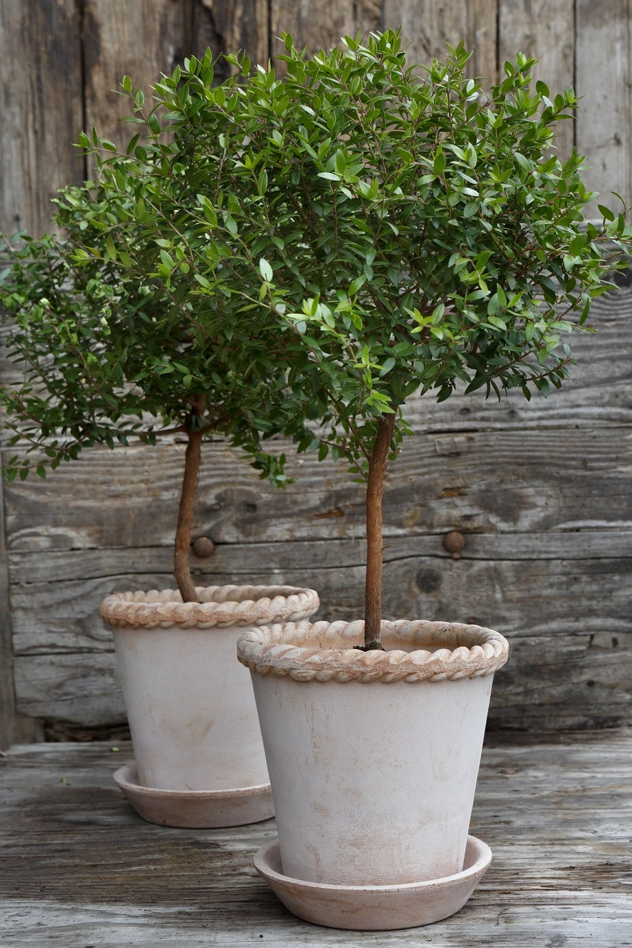 Bergs Potter Emilia Topf Rosa Ø16 Cm 8 Bergs Potter Emilia Topf Rosa Ø16 Cm – Bild 6