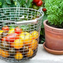 Korbo Eimer 16 Korb, Säurebeständig Rostfrei 11 Korbo Eimer 16 Korb, Säurebeständig Rostfrei -Bergs Potter Verkaufe korbo eimer 16 korb saurebestandig rostfrei 4