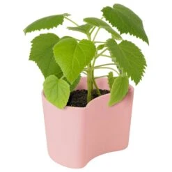 RIG TIG Your Tree Abbaubarer Topf Mit Samen, Rosa 7 RIG TIG Your Tree Abbaubarer Topf Mit Samen, Rosa -Bergs Potter Verkaufe rig tig by stelton your tree abbaubarer topf mit samen 8