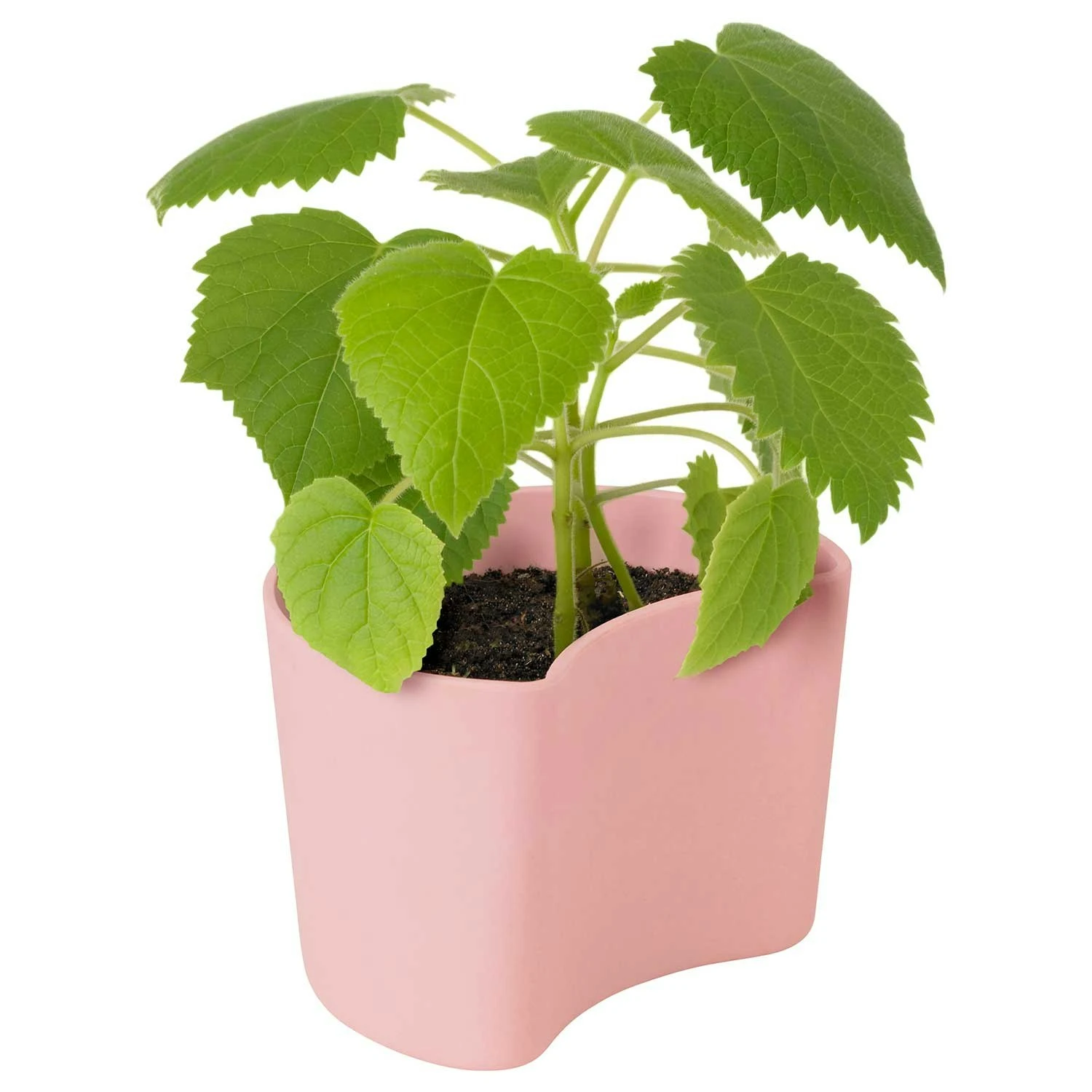 RIG TIG Your Tree Abbaubarer Topf Mit Samen, Rosa 4 RIG TIG Your Tree Abbaubarer Topf Mit Samen, Rosa – Bild 2